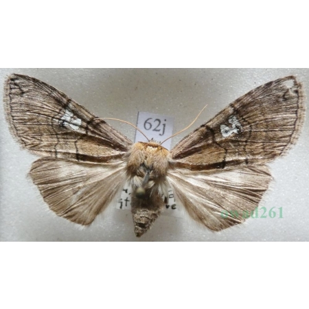 Tethea ocularis (Linnaeus, 1767) Falica oczenica Czech62j